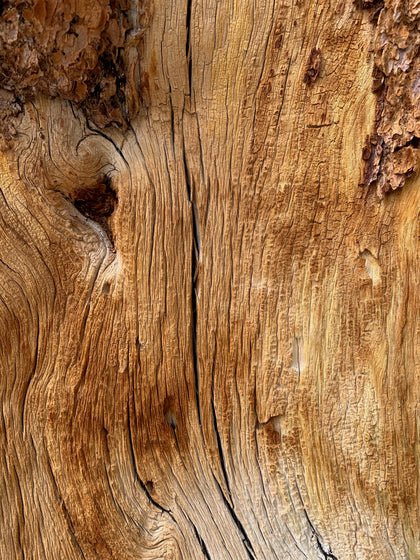 Pine Bark Extract