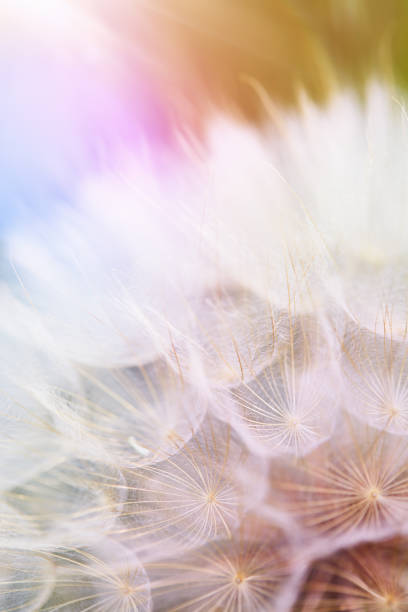 Dandelion Root Extract