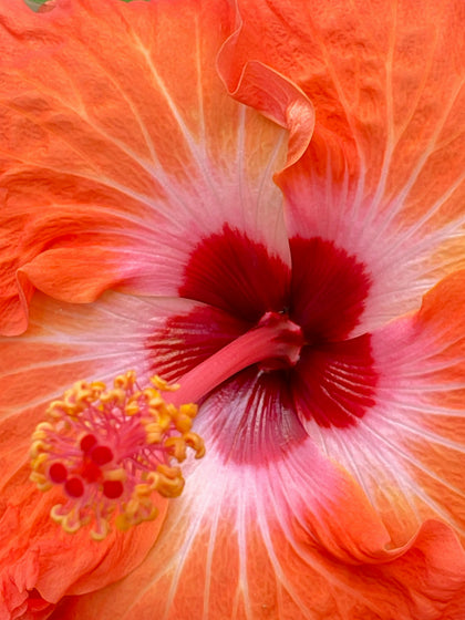 Hibiscus Extract